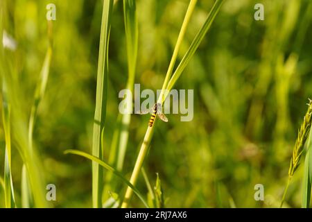 Sphaerophoria scripta famiglia Syrphidae genere Sphaerophoria lunga hoverfly natura selvaggia insetti carta da parati Foto Stock