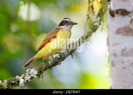 Great Kiskadee, Laguna El Tabacal, Colombia, novembre 2022 Foto Stock