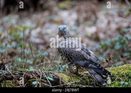 Wespenbussard - Maennchen, buzzarda europea - maschio, Pernis apivorus Foto Stock