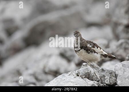 Alpenschneehuhn, ptarmigan di roccia, Lagopus muta Foto Stock