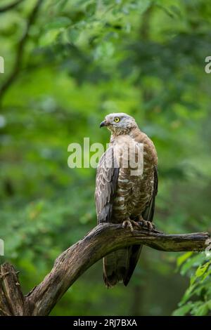 Wespenbussard - Maennchen, buzzarda europea - maschio, Pernis apivorus Foto Stock