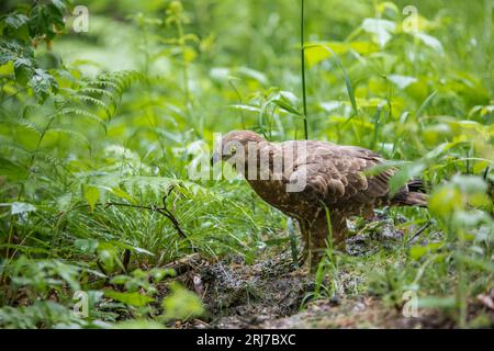 Wespenbussard - Weibchen, buzzarda europea - femmina, Pernis apivorus Foto Stock
