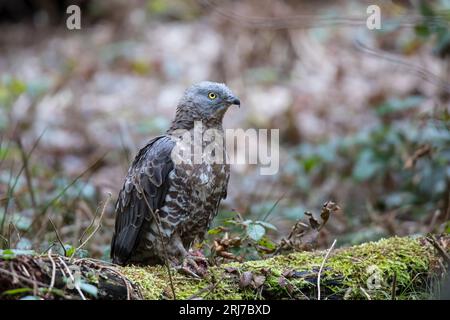 Wespenbussard - Maennchen, buzzarda europea - maschio, Pernis apivorus Foto Stock