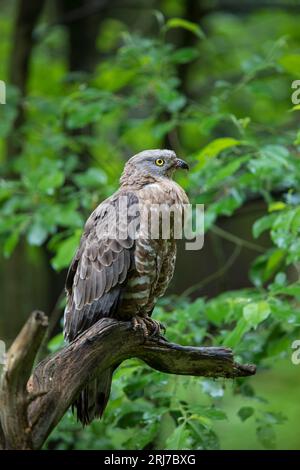 Wespenbussard - Maennchen, buzzarda europea - maschio, Pernis apivorus Foto Stock