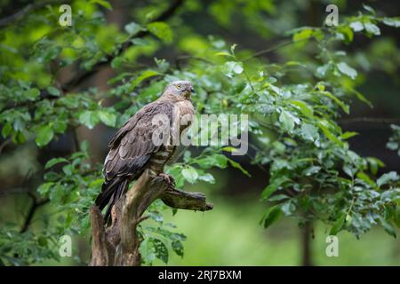 Wespenbussard - Maennchen, buzzarda europea - maschio, Pernis apivorus Foto Stock