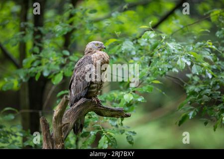 Wespenbussard - Maennchen, buzzarda europea - maschio, Pernis apivorus Foto Stock