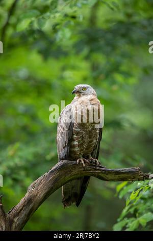 Wespenbussard - Maennchen, buzzarda europea - maschio, Pernis apivorus Foto Stock