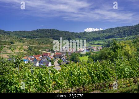 Vista sui vigneti di Bickensohl sulla sedia imperiale. Breisgau, Baden-Wuerttemberg, Germania, Europa Foto Stock