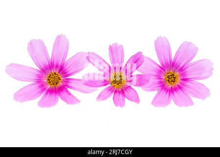 fiori di cosmea isolati su sfondo bianco Foto Stock