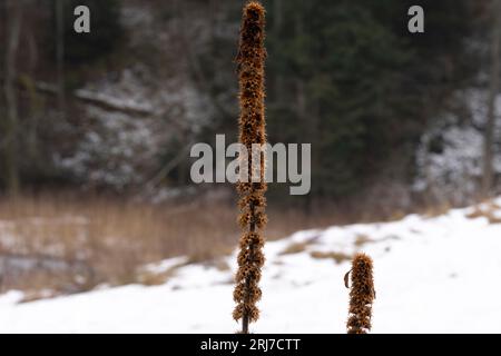 Fiori autunnali selvaggi - foto per la decorazione di design del soggiorno o della cucina Foto Stock