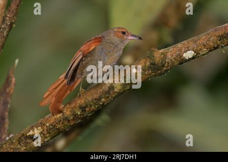 Red-Faced Spinetail, El Descanso, alto Anchicaya, Colombia, novembre 2022 Foto Stock