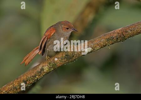 Red-Faced Spinetail, El Descanso, alto Anchicaya, Colombia, novembre 2022 Foto Stock
