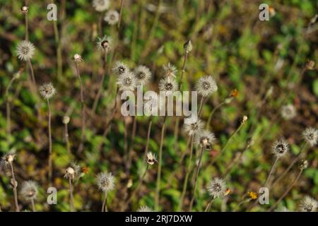 Fiori autunnali selvaggi - foto per la decorazione di design del soggiorno o della cucina Foto Stock