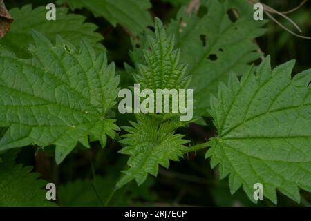 Urtica dioica Ortica comune ortica piccante verde pianta selvatica Foto Stock