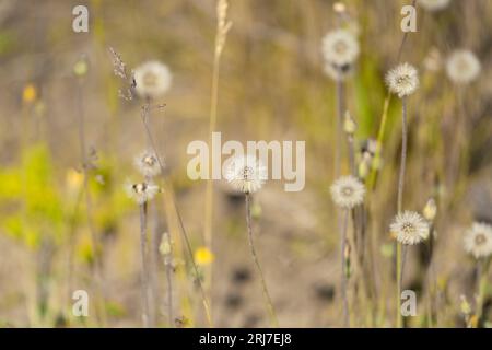 Fiori autunnali selvaggi - foto per la decorazione di design del soggiorno o della cucina Foto Stock