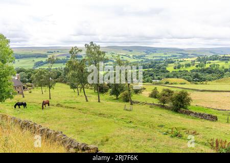 Horses in Field (Pennines) vicino a Stanhope, County Durham, Inghilterra, Regno Unito Foto Stock