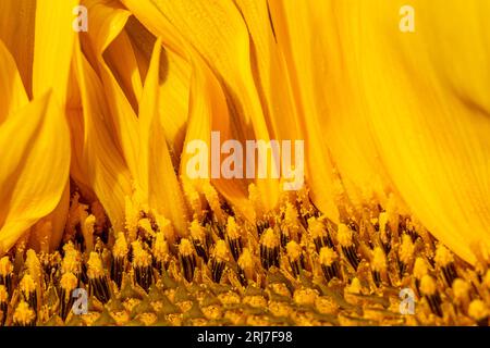 Un primo piano di parte di un girasole, con una profondità di campo poco profonda Foto Stock