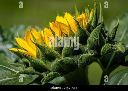 Una vista laterale di un girasole in fiore, in una giornata estiva soleggiata Foto Stock