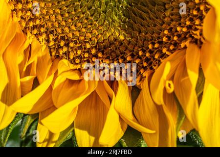 Un primo piano di parte di un girasole, con una profondità di campo poco profonda Foto Stock