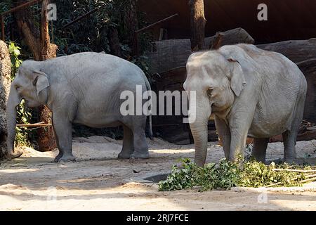 Due elefanti indiani adulti in latino chiamati Elephas maximus indicus che vivono in cattività. Foto Stock