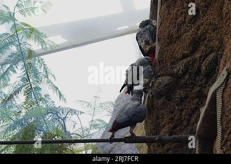 Pappagalli grigi, in latino chiamato psittacus erithacus, seduti su un albero artificiale e su un bastone metallico nel recinto. Foto Stock