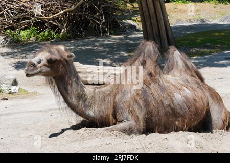 Il cammello battriano in latino chiamato Camelus bactrianus è insediato sul terreno e viene catturato in vista laterale. L'animale è al centro della foto. Foto Stock