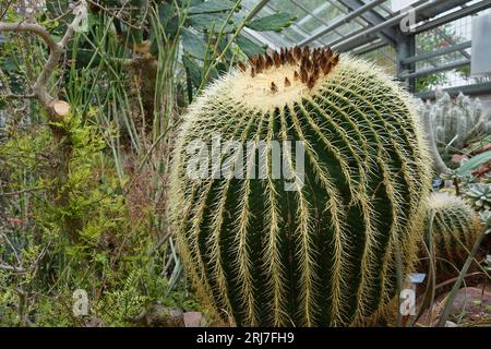 Cactus dorato in latino chiamato Echinocactus grusonii che cresce in vasi di plastica. Foto Stock