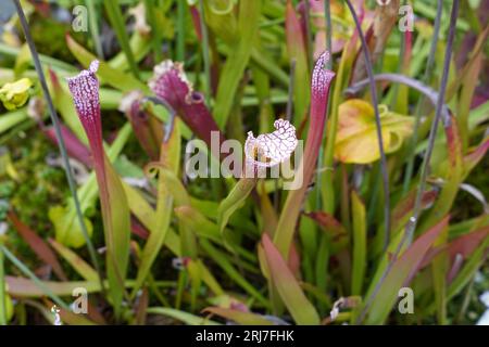 Carnivoro di piante, comunemente chiamato carnivoro di tromba in latino noto come sarracenia flava che cresce in un giardino botanico. Foto Stock