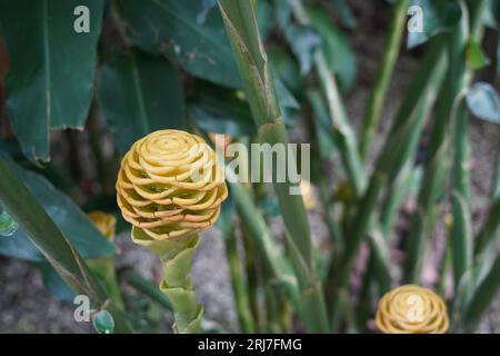 Zingiber spettrabile con infiorescenza gialla. Foto Stock