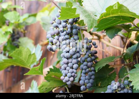 Grappolo di uva nera, o blu scuro, che sono frutto di una pianta chiamata in latino vitis vinifera, con alcune foglie sullo sfondo. Foto Stock