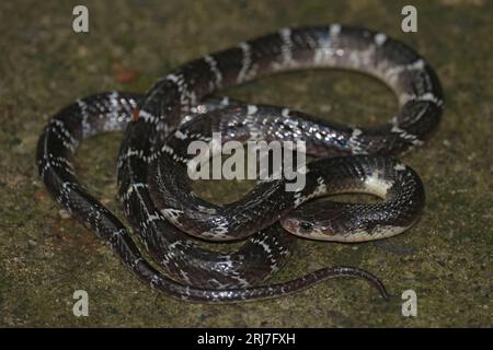 Un elapide terrestre notturno comune Krait (Bungarus caeruleus) Foto Stock