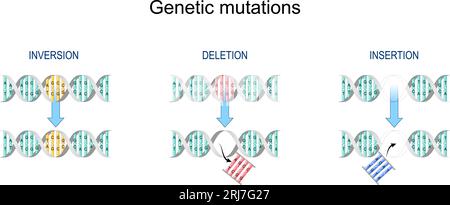 Mutazione genica. Tipi di mutazione: Inserimento, inversione, eliminazione. Errore durante la replicazione del DNA. DNA normale ed elica con gene mutato. ma biologico Illustrazione Vettoriale