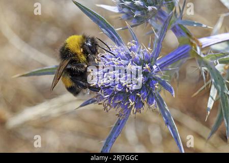 il bumblebee di terra grande si nutre di un fiore di ametista eryngo; Bombus terrestris; Apidae; Eryngium amethystinum, Apiceae Foto Stock