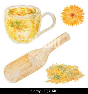 Calendula officinalis arancione in paletta di legno per prodotti sfusi e tazza di tè. Illustrazione disegnata a mano con acquerello. Elemento botanico per etichette, eco Foto Stock