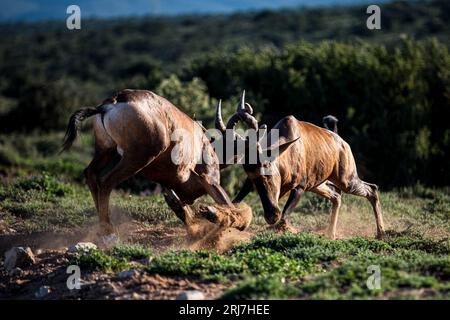 Due montoni maschi dell'alcelafo di Capo o Caama, combattendo il parco degli elefanti di Addo nel safari naturalistico eco-turistico di capo Orientale in Sudafrica Foto Stock