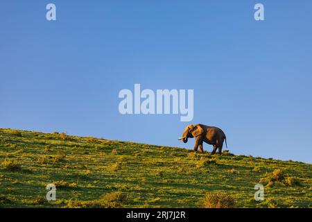 Gli elefanti che vagano per il parco degli elefanti Addo nel capo Orientale, Sudafrica, fauna selvatica, turismo ecologico, viaggi alberghieri Foto Stock