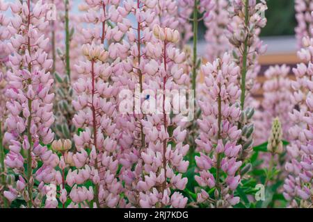 Fiori rosa lupino nel campo. Lupinus, comunemente noto come Lupin o Lupin, è un genere di piante da fiore della famiglia dei legumi, Fabaceae. Foto Stock