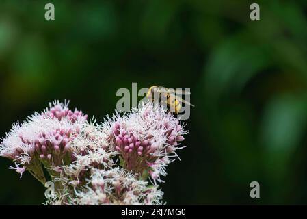 Calabrone europeo mimico hover-fly (Volucella zonaria) Foto Stock