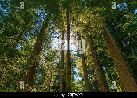 Foresta antica di abeti rossi di Douglas e alberi di cedro rosso occidentale, parco provinciale di Macmillan, Cathedral Grove, Vancouver Island, British Columbia, Canada. Foto Stock