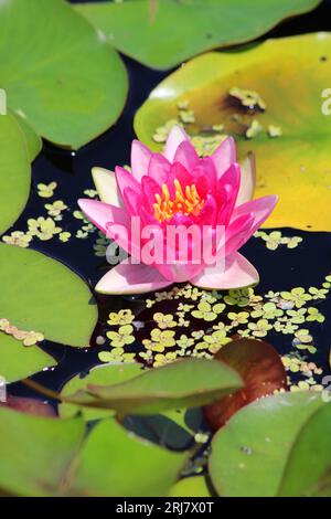 Foto ravvicinata di una pianta di ninfee rosa fiorita in uno stagno del giardino. Profondità di campo ridotta Foto Stock