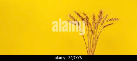 Bouquet di steli di grano essiccati davanti a sfondo giallo con spazio per la copia. Foto Stock