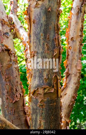 Bark detail of paperbark maple, Acer griseum. Foto Stock