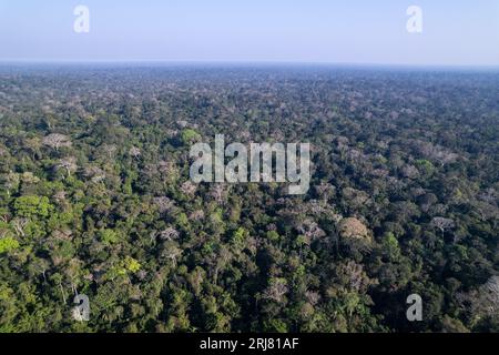 Alberi della foresta pluviale amazzonica, splendida vista aerea con droni, foresta primaria nell'area di conservazione ambientale. Amazonas, Brasile. Ambiente, ecologia. Foto Stock