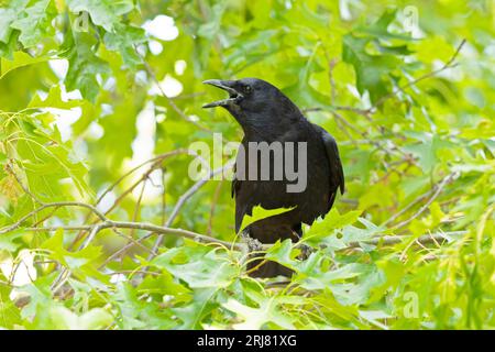 Un corvo americano (Corvus brachyrhynchos) che cammina e chiama. Foto Stock