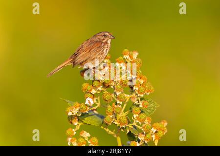 Il passero canoro (Melospiza melodia) arroccato su un cespuglio di frutti di bosco. Foto Stock