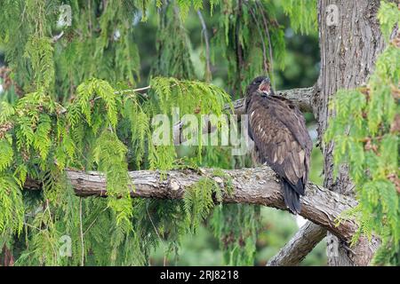 Un'aquila calva immatura (Haliaeetus leucocephalus) arroccata su un albero e chiamata. Foto Stock