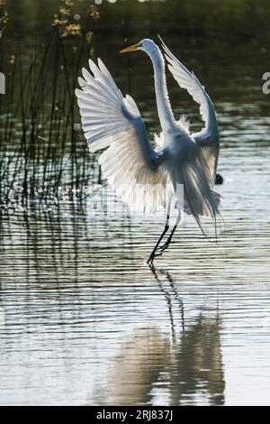 Un grande egret per adulti che arriva per un atterraggio con ali allungate e retroilluminate, formato verticale, estero llano grande State Park, weslaco, texas, usa Foto Stock