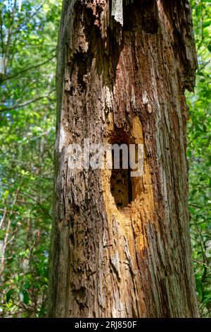 Una grande cavità in un albero marcisce fatta da un picchio in grado di vedere all'interno una vista ravvicinata parziale dell'albero in primavera Foto Stock