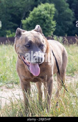 Cane Staffordshire Terrier che cammina nei boschi da vicino Foto Stock