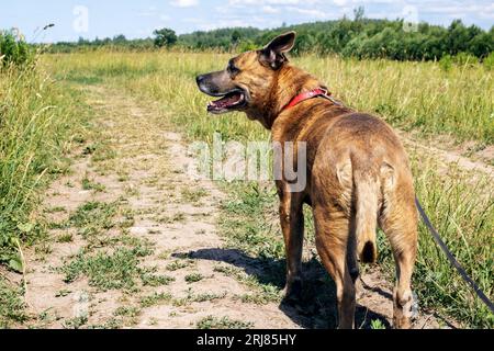 Cane Staffordshire Terrier che cammina nei boschi da vicino Foto Stock